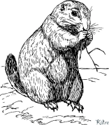 groundhog פּרינטאַבאַל קאַלערינג בלעטער